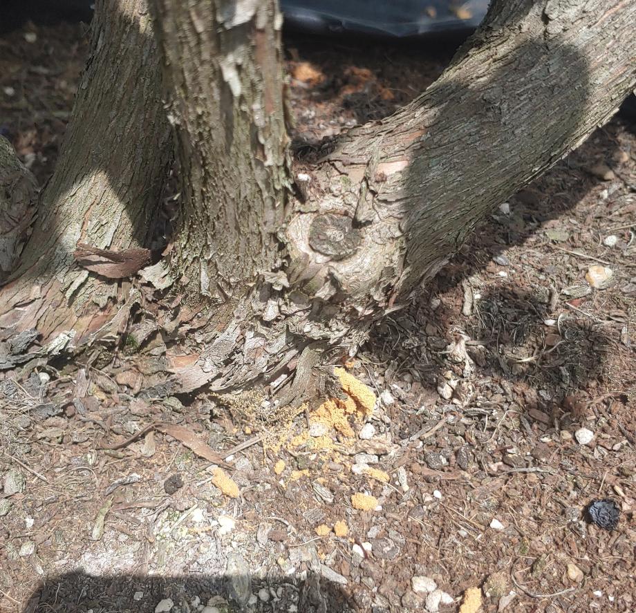 증평군농업기술센터, 블루베리 재배의 불청객‘알락하늘소’ 친환경 방제 나선다.