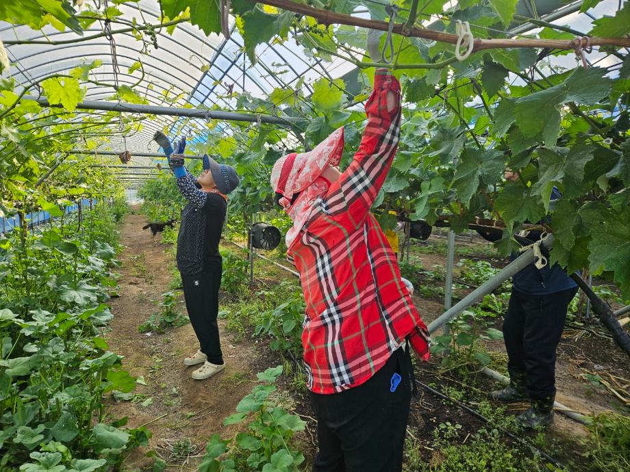 “힘든 농가에 든든한 손길을”...증평군 일손지원 기동대 하반기 출격