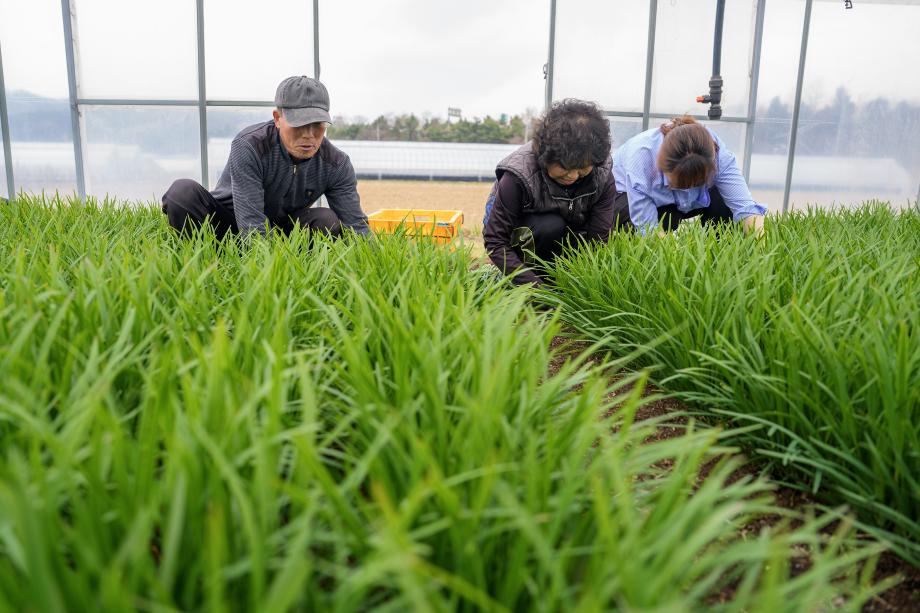 향과 품질 모두 잡았다...증평 장뜰부추, 올해 첫 출하