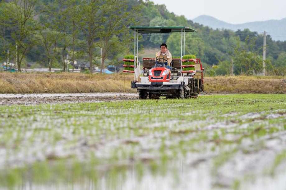 “올해도 풍년 기원” 증평군, 첫 모내기로 영농 본격화