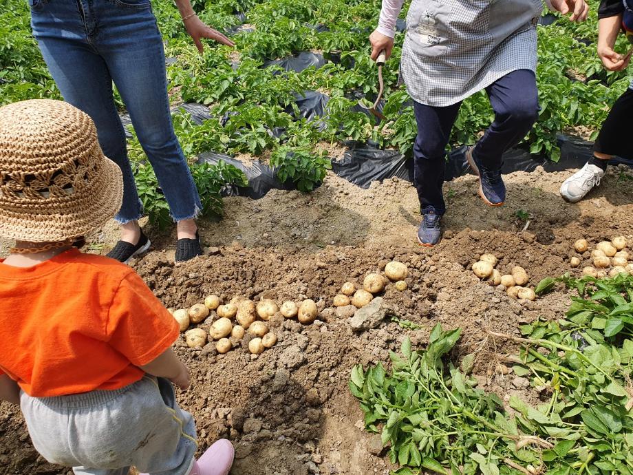 박물관 농경문화체험-감자캐기
